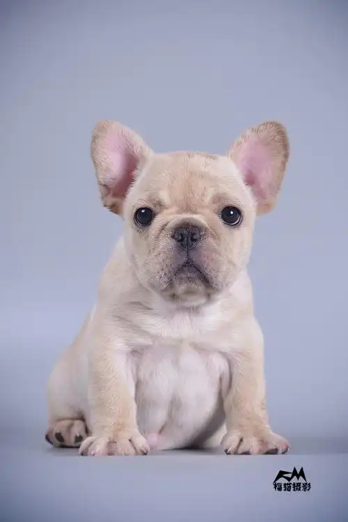 两只小牛萌萌哒—青岛宠物摄影