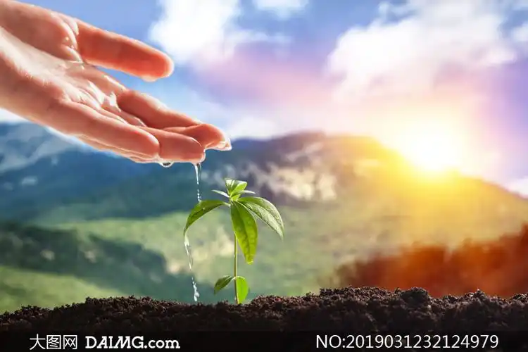 给植物幼苗浇水的情景特写高清图片