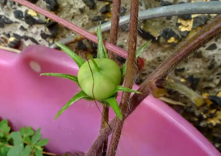 惊艳的朝颜-----牵牛花
