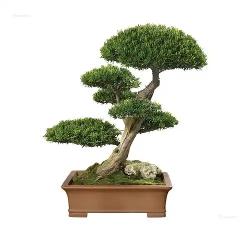 0214 小叶罗汉松