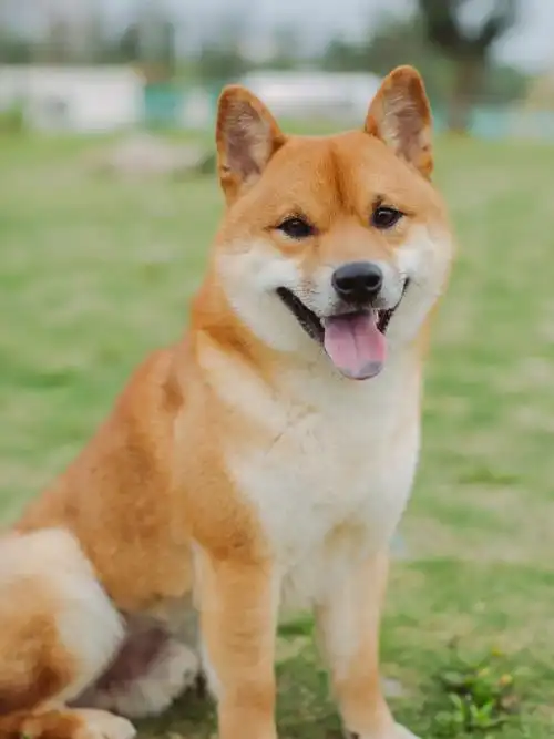 和拉布拉多柴柴的快乐生活