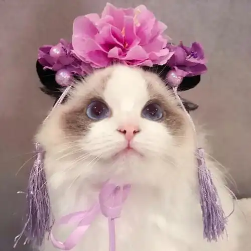 欧美头像国外布偶猫头像