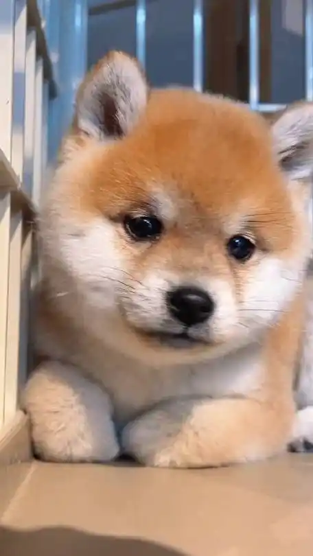 萌萌哒小柴犬看起来好乖啊,这呆萌的小眼神可爱炸了!