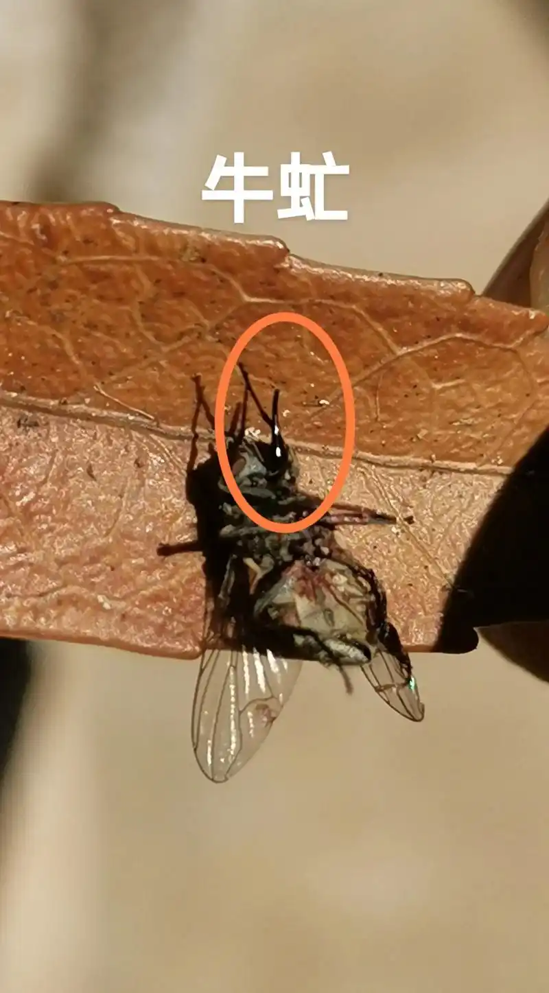 牛虻是双翅目虻科昆虫,又名牛苍蝇,牛蚊子等.身体强壮而有软毛 - 抖音