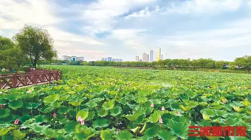 湖南赏荷地图出炉:很多地方还免费,快来打卡