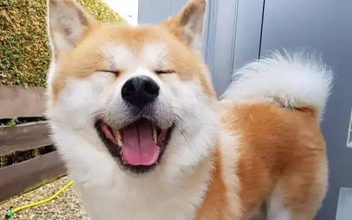 温顺可爱的秋田犬