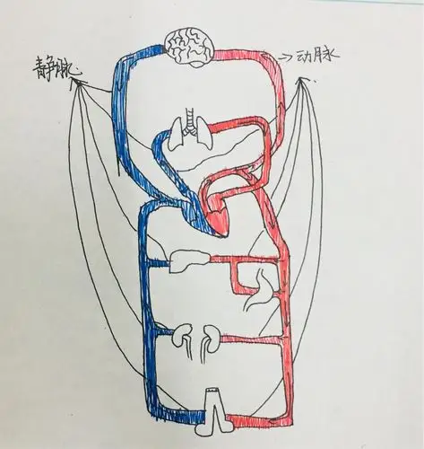 初二年《血液循环系统》优秀作业集
