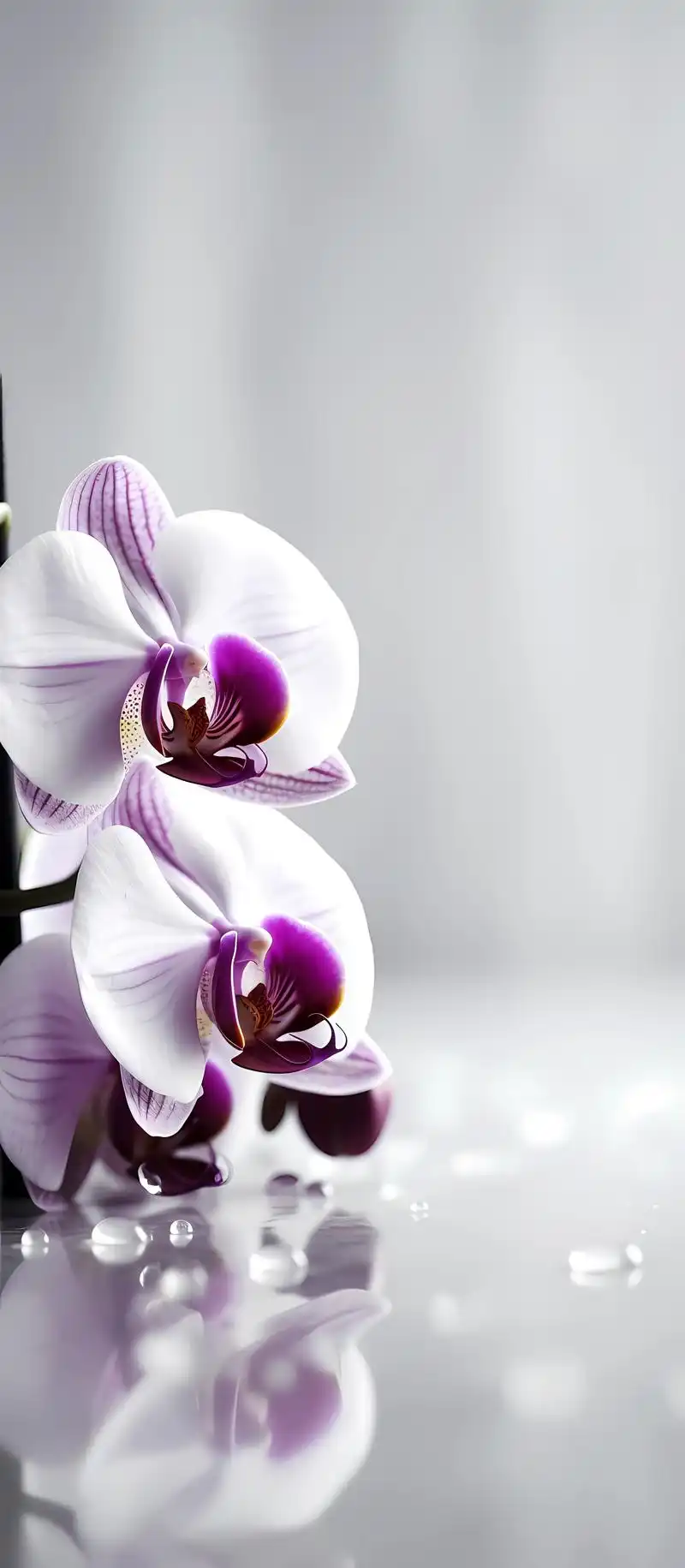 蝴蝶兰壁纸,摇曳枝头蝴蝶兰,千姿百态雅容含