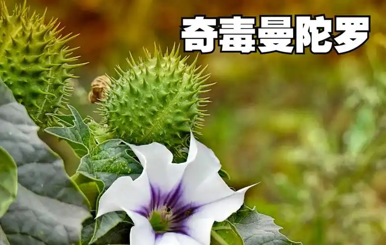 曼陀罗有什么功效(曼陀罗:神秘的花,神奇的功效)