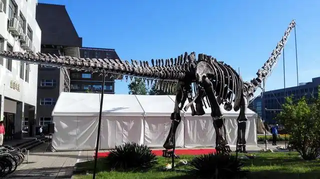 侏罗纪最大的恐龙首次亮相--鄯善新疆巨龙[1]