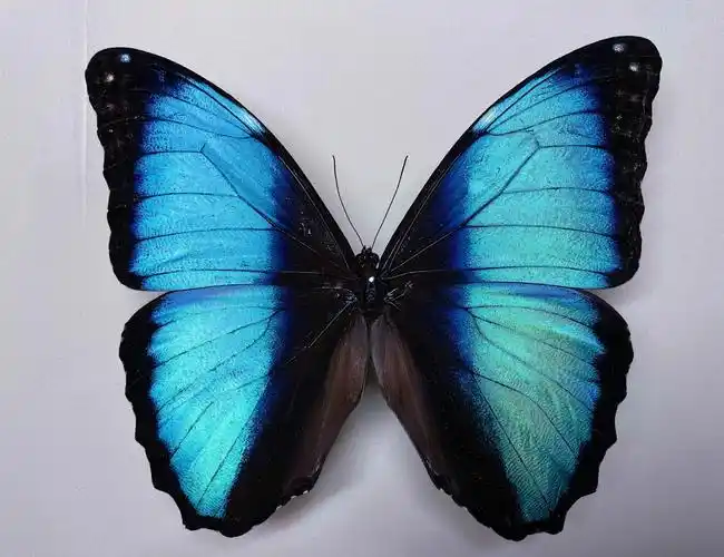 梦幻闪蝶雄morphodeidamia