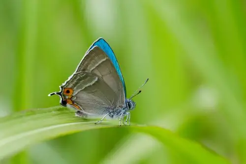 世界上最小的蝴蝶出自我国云南西双版纳_腾讯新闻