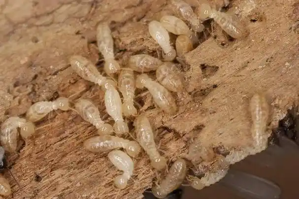 白蚁怎么除白蚂蚁防治