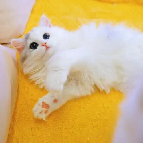 银白高地梵文06全世界不敌你的可爱模样