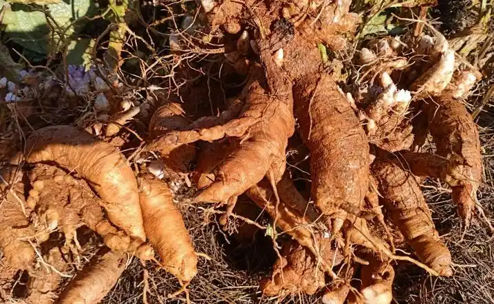 玄参种植一亩地成本及收益