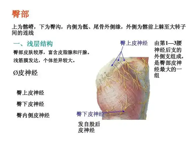 臀部 上为髂嵴,下为臀沟,内侧为骶,尾骨外侧缘,外侧为髂前上棘至大