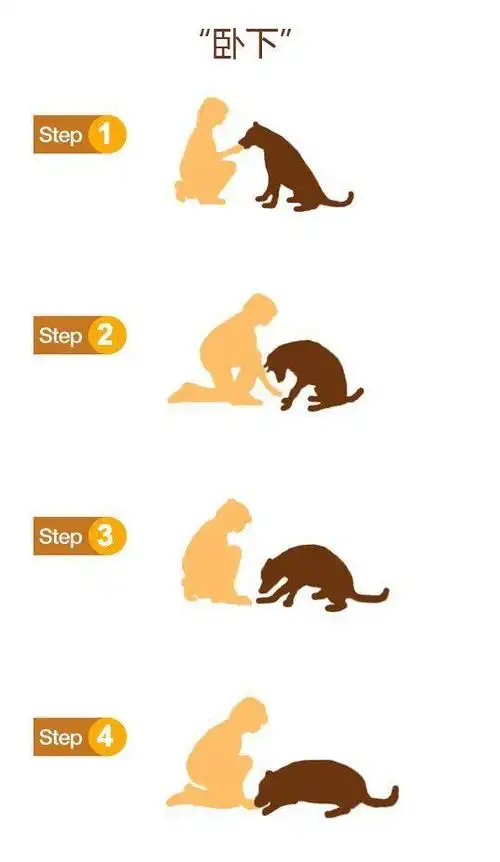 鼓励它坐下(别人会让狗狗做出乞讨/拜拜的手势,可以自己训练)