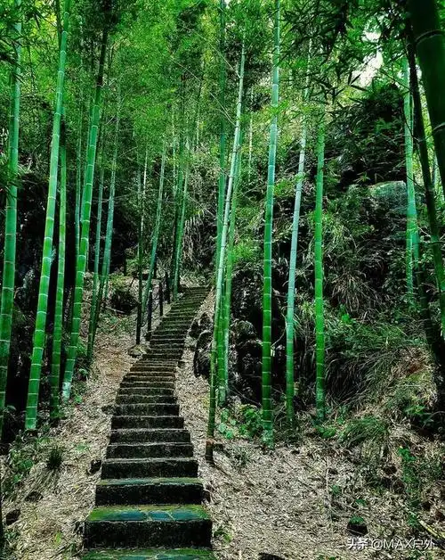 国内最美的10大竹海,清幽宁静还能净化心肺_竹林