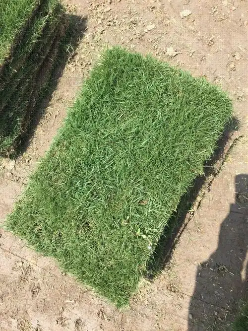 草坪草种选择-你pick谁?