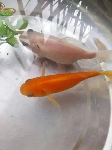 帮我看看我家这只白金鱼是怀孕了还是病了,它肚子好大