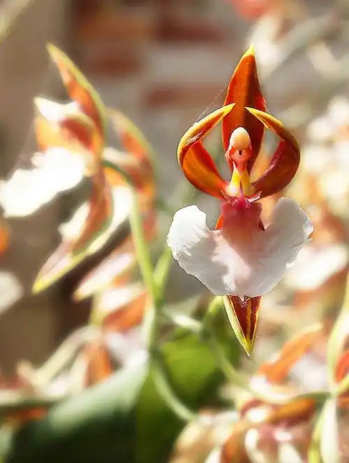 世界十大最稀有罕见的花玉葡萄位居榜首3