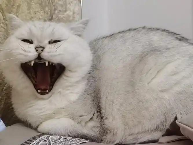 为什么看到猫张嘴就会给它配音