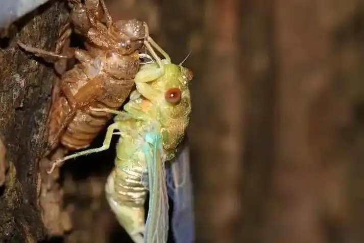 夏日虫记之大蝉 其实,我们冀中平原就是三种蝉 - 抖音