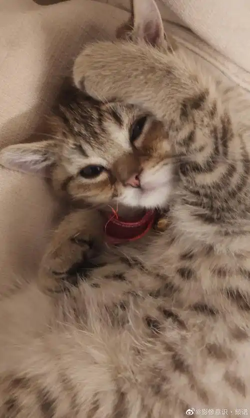 猫儿的舒服姿势