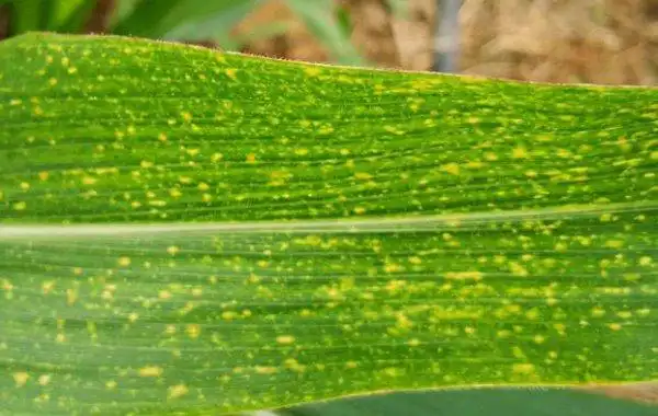 玉米叶出现白斑该怎样解决