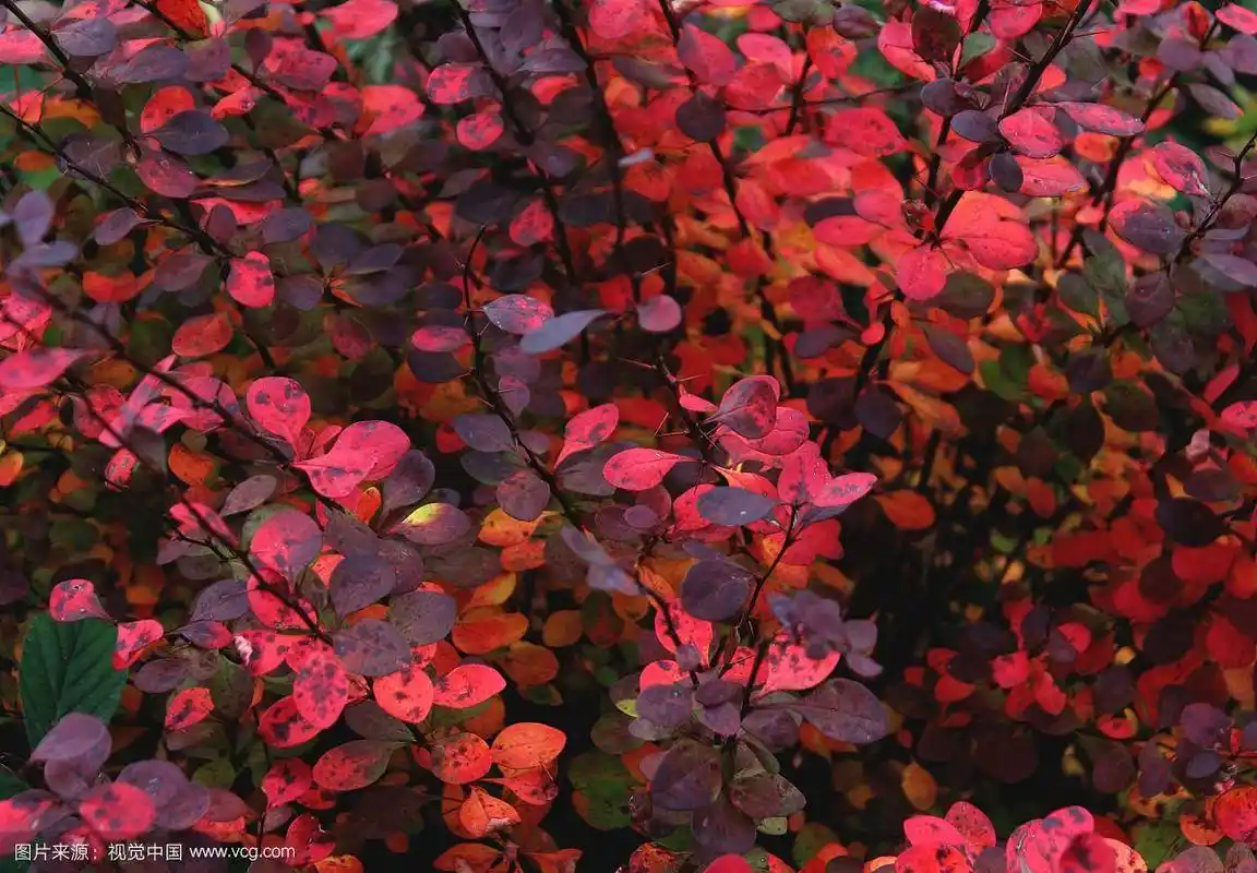 有红色,粉红色和紫色叶子的灌木