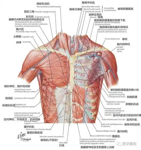 高清解剖图谱胸壁解剖