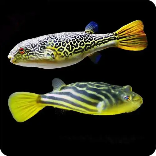 斑马狗头鱼皇冠毛毛狗头鱼河豚木瓜狗头河豚鱼凶猛热带淡水观赏鱼