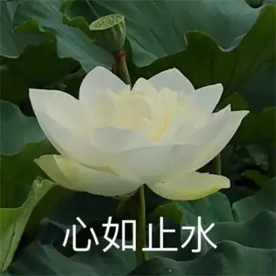 荷花头像带四个字