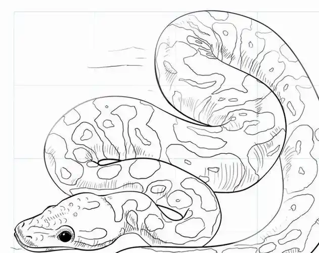 马来西亚抓到超百公斤俩巨蟒,蟒蛇之母会来报复吗?
