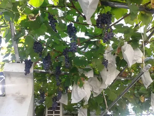 露台葡萄大家不要流口水哦