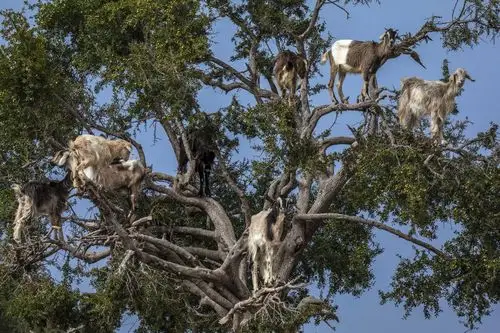 自然奇观羊上树背后的真相