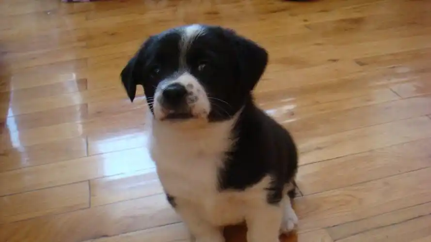 领养了一条小笨狗,想知道是什么品种的串,请高人指点,谢谢!