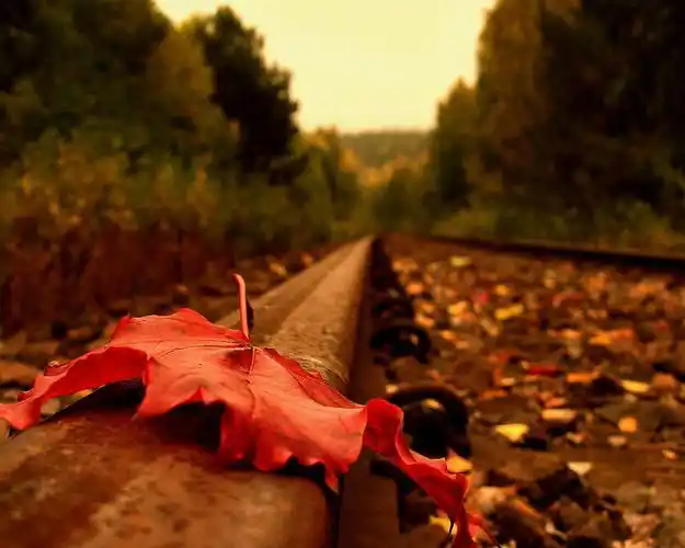 树儿在哭泣笔友们没事就写写秋天来个以文汇友吧