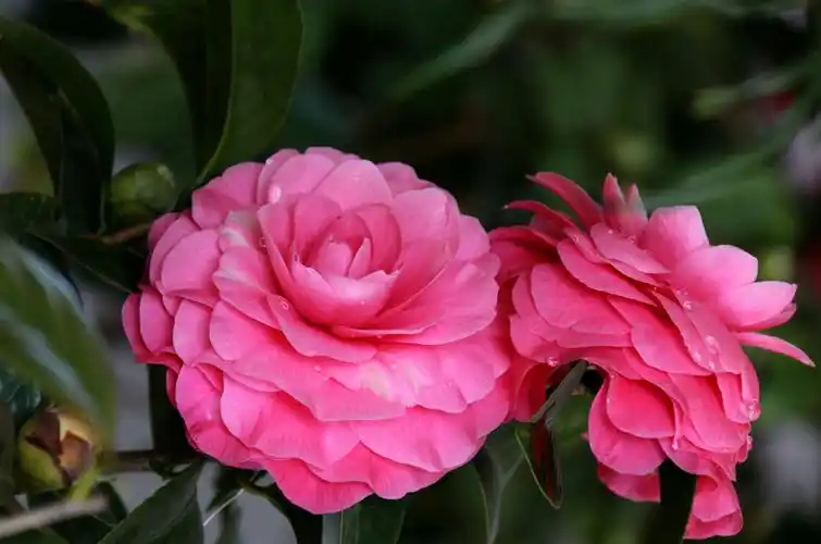 浓情万种茶花开