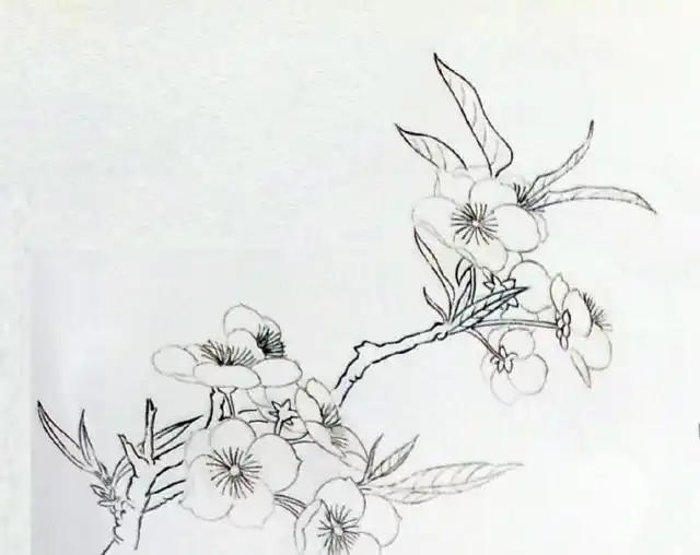 4,淡曙红分染桃花背面,n