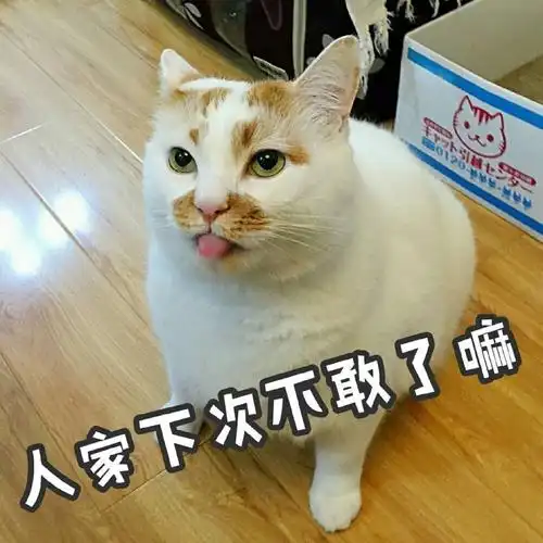 不敢了不要生气了好不好呆萌可爱gif动图_动态图_表情包下载_soogif