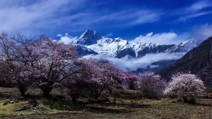 雪域桃花美