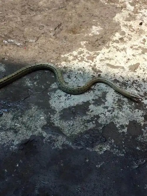 采纳率:91%来自团队:爱生活擅长:化学 其他回答  草蛇不吃人