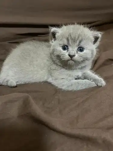 纯纯的英短蓝猫找主人啦刚出生的头胎娄葑地区
