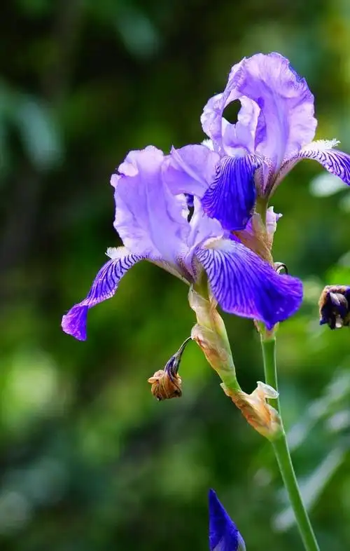 【鸢尾兰花摄影图片】公园生态摄影_hammer_太平洋电脑网摄影部落