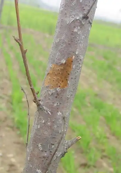杨树怎么修剪树枝-百科大全-皮村电商