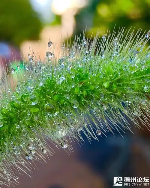 摘自夏雨的摄影---清晨的露珠(8月18日)