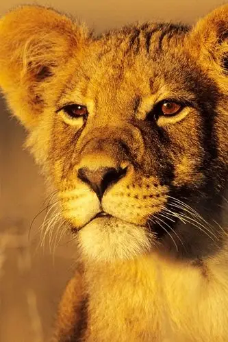 阳光下的狮子 iphone 壁纸