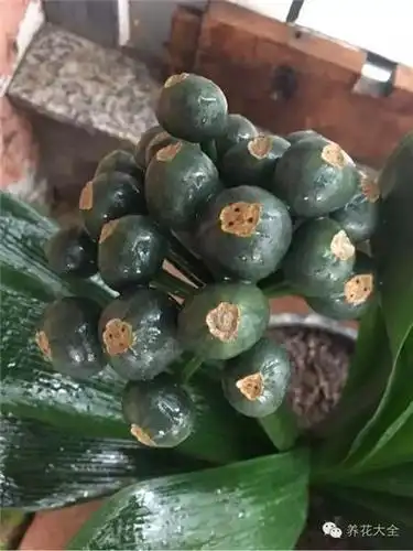 2,种子采摘  将君子兰顶端的果实摘下,剥掉外皮,露出蒜瓣一样的种子.