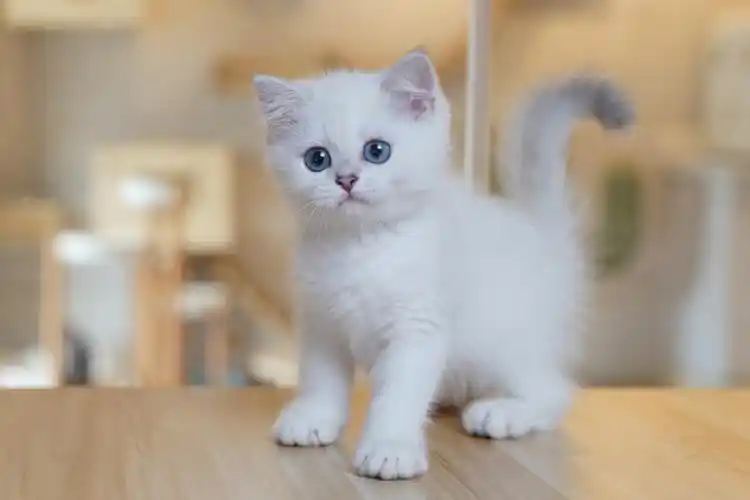 银点渐层弟弟包子脸大眼睛哦